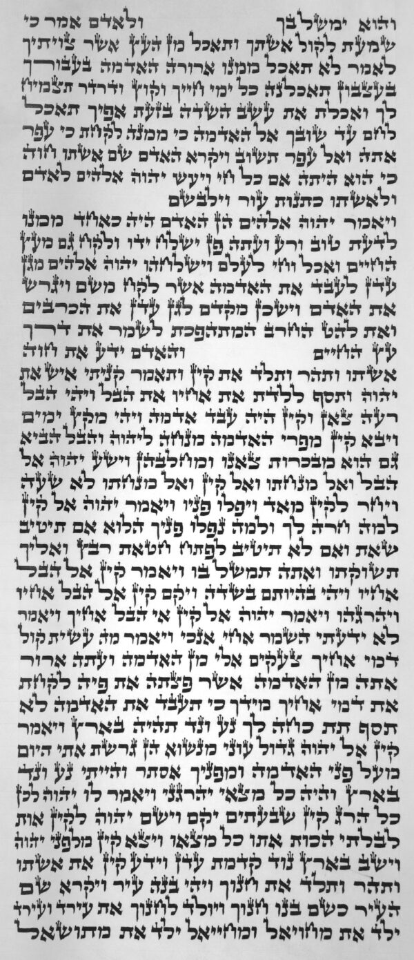 ⁦ספר תורה אשכנזי כתב האר"י 48 ס"מ⁩ – תמונה ⁦2⁩